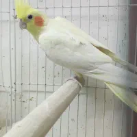 یک جفت عروس هلندی تضمینی تخم جوجه نطفه دار|پرنده|جلگه ماژان, |دیوار