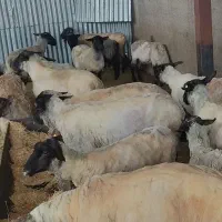 پشم چینی گوسفند