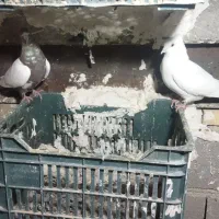 انواع کبوتر فروشی|پرنده|بستان آباد, |دیوار