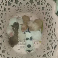 سگ پاکوتاه شیتیزو|سگ|مشگین شهر, |دیوار