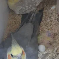 جفت عروس هلندی کار داده