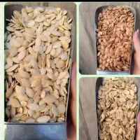 ۲۰۰کیلو تخمک کدو پول لازم
