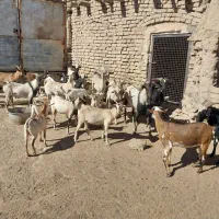 بز صلاله اهویی سومال|حیوانات مزرعه|تربتحیدریه, پائین ولایت|دیوار