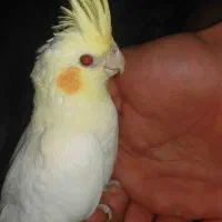 عروس هلندی لوتینو چشم شرابی