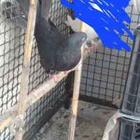 دو تا کفتر|پرنده|کوهدشت, |دیوار