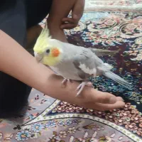 عروس هلندی
