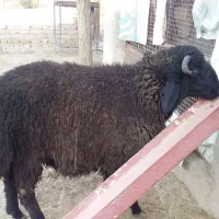 یک دونه بره نر|حیوانات مزرعه|پیشوا, |دیوار