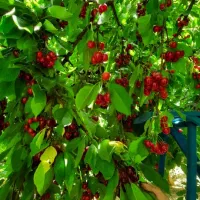 باغچه گیلاس کهریز|فروش دفتر صنعتی، کشاورزی، تجاری|انزل, |دیوار