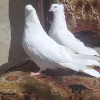 سفید اراکی اصیل|پرنده|شیراز, عادل آباد|دیوار