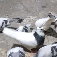 این طوقی گمشده پریروز