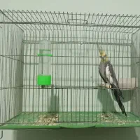 عروس هلندی نر بالغ|پرنده|کازرون, |دیوار