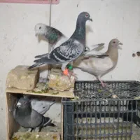 کفتر جفتگاه|پرنده|سبزوار, قاضی زاد|دیوار