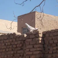 کفتر پرشی|پرنده|یزد, |دیوار