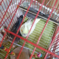 سه عدد عروس هلندی تازه دون خوردن آماده برای دستی