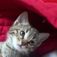 گربه میکس|گربه|کرمان, |دیوار