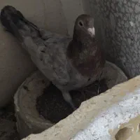 کبوتر|پرنده|مشهد, فریزی|دیوار