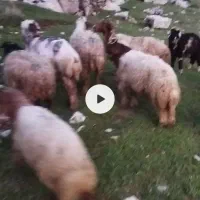 20راس میش وبره