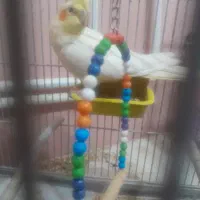 عروس هلندی|پرنده|اردبیل, |دیوار