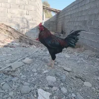 خروس چابهاری زات دار|حیوانات مزرعه|میناب, |دیوار