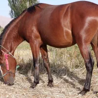 جوان اسب ۶دانگ کرد