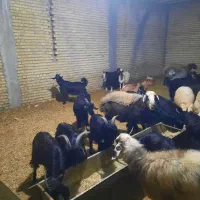 ۳۰عدد کهره نره پلوار