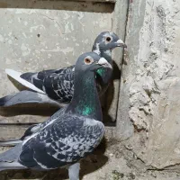 کبوتر صید و مسافتی