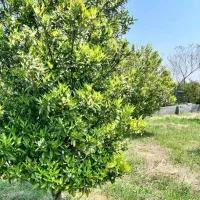 فروش زمین و باغ مرکبات برای سرمایه گذاری|فروش زمین و ملک کلنگی|امامزاده عبدالله, |دیوار