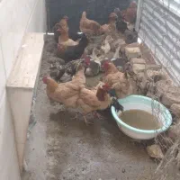 جوجه غاز بزرگ