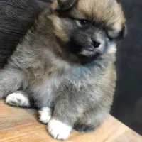 دو تا توله پامر ماده|سگ|زرگرشهر, |دیوار