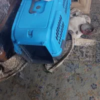 سک خیلی خب|سگ|چهاردانگه (تهران), |دیوار