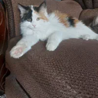 گربه پرشین کالیکو