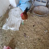 خروس گلین