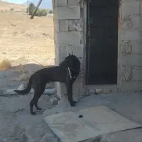 یک عددسگ سالم نر یک ساله|سگ|نهاوند, |دیوار