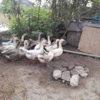 غاز محلی گوشتی و سنگین وزن|حیوانات مزرعه|رشت, پسیخان|دیوار