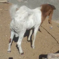 فروش گوسفند|حیوانات مزرعه|ایرانشهر, |دیوار