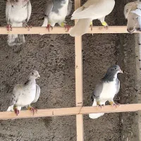 ۱۲تا کفتر پرنده بشرط همه یبوم