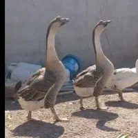 معاوضه جوجه قوغازبابزغاله