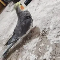 طوطی عروس|پرنده|تولم شهر, |دیوار