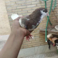 کفتر نقش اصفهانی