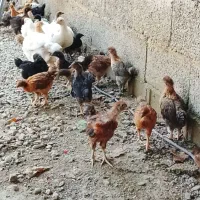 جوجه مرغ