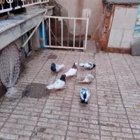 سه جفت جفتکاه