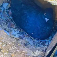 کفتر ملقی|پرنده|بم, |دیوار