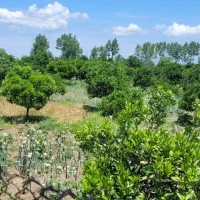 فروش زمین سند دار|فروش زمین و ملک کلنگی|تهران, حسن‌آباد|دیوار