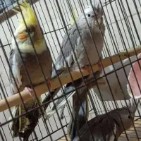 عروس هلندی|پرنده|ری, امین آباد|دیوار