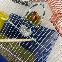 طوطی برزیلی