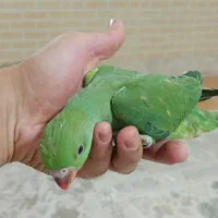 ملنگو سرلاکی|پرنده|شیراز, قلات|دیوار