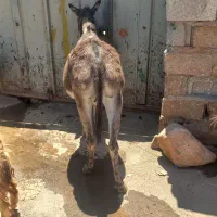 اولاخ ماده