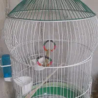 فقس پرنده