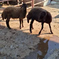 گوسفند - بره ماده توقلی 2 راس