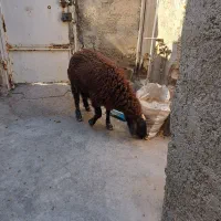 گوسفند آبستن داشتی درجه یک